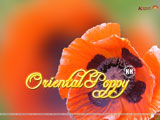 Oriental Poppy Wallpaper